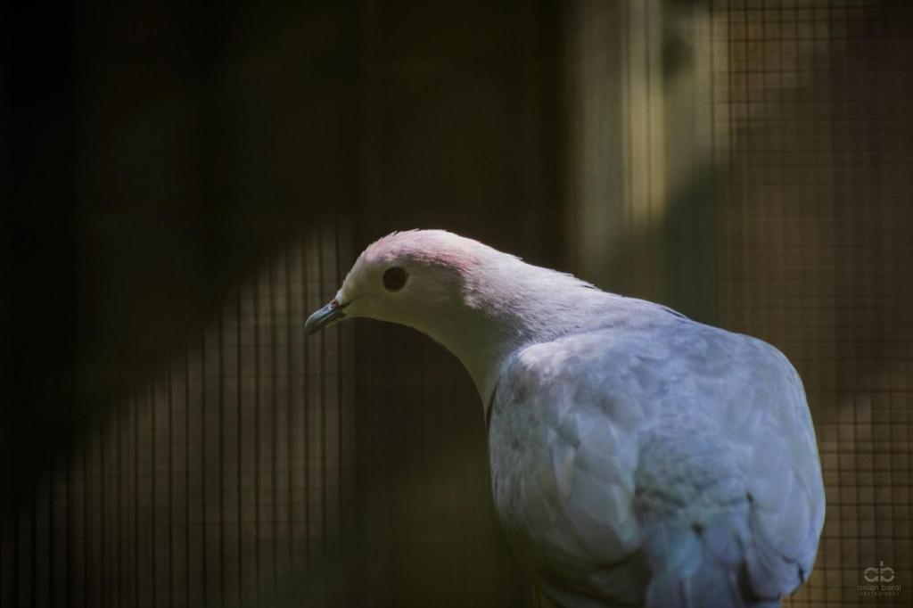 Purple-tailed imperial pigeon (Ducula rufigaster) by Amlan Barai